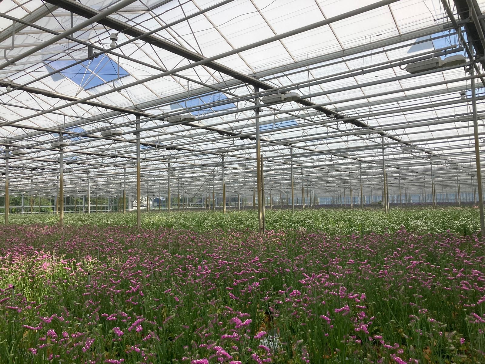 Bestplant groeit door1